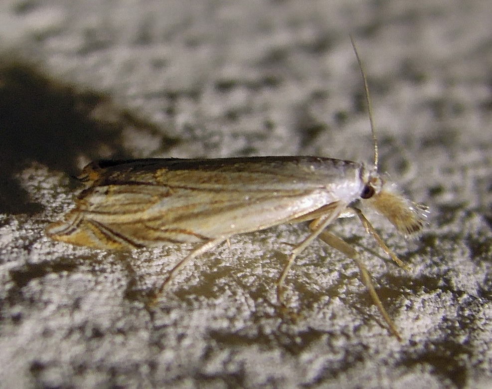 Metacrambus carectellus